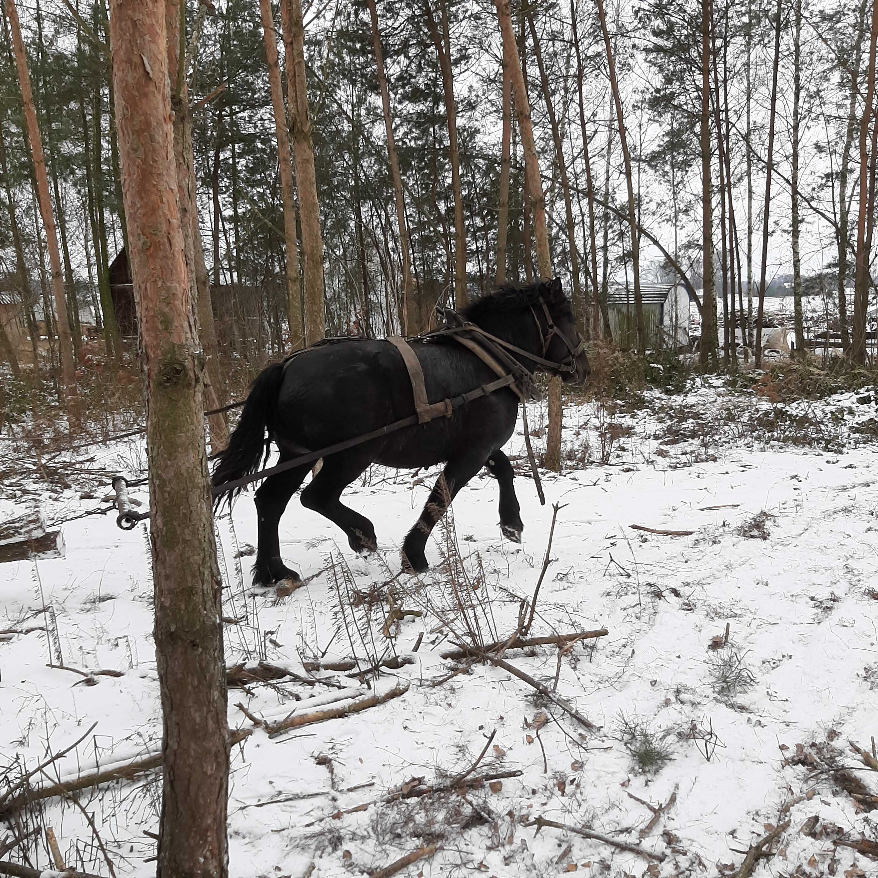 Ogierek w typie sokólskim