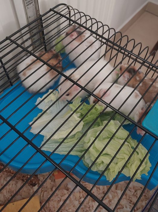 Sprzedam mlodych syryjskich chomików