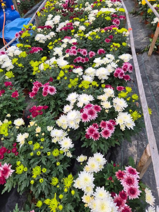 Chryzantemy średniokwiatowe kwiaty