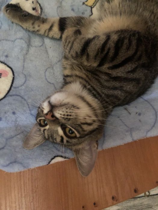 Котик в добрые руки