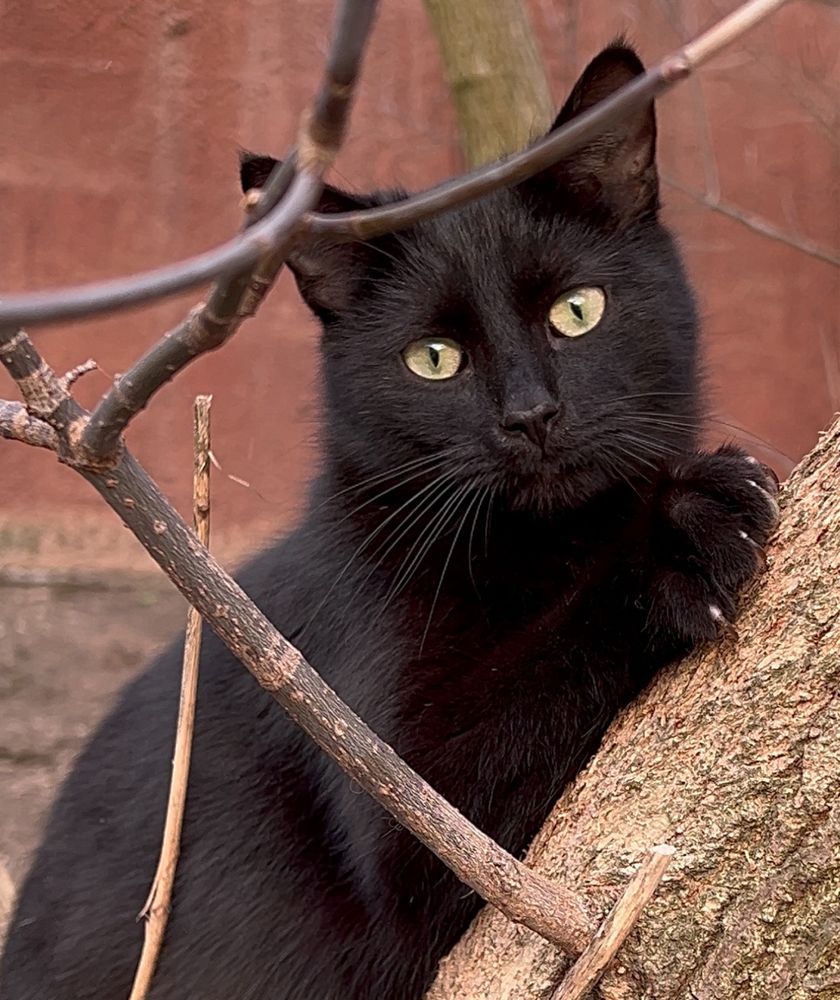 Чорний молодий кіт