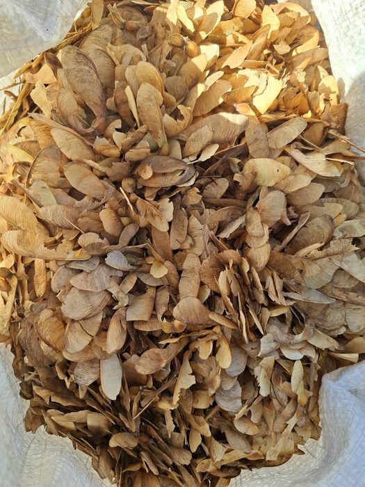 Насіння Явору, Акації