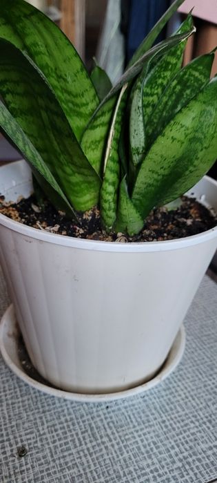 Продам комнатные цветы