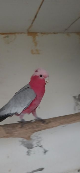 Lutino Casal Cacatua Galah macho lutino