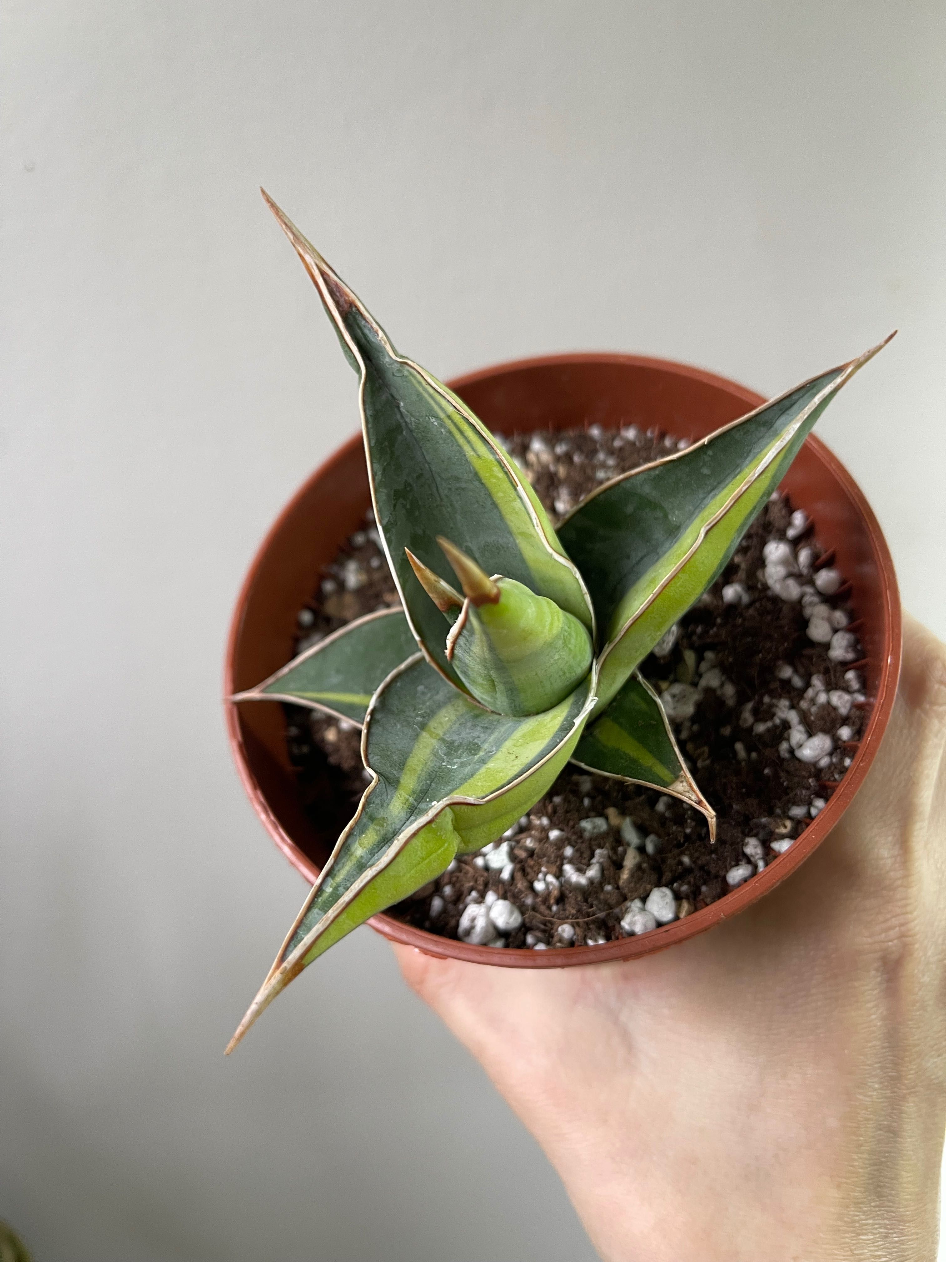 Sansevieria pinguicula variegated