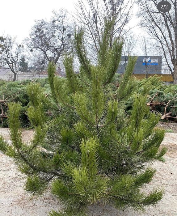 Доставка Елки новогодняя сосна домой доставка сосны Крымско надом
