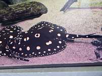 Potamotrygon Leopoldi Black Diamond - samiec