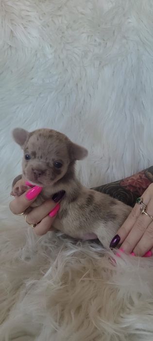 Chihuahua piesek merle