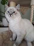 Chlopiec Ragdoll blue mitted lynx FPL umikatowe umaszczenie cudowny