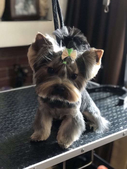 Міні йорк, маленький принц