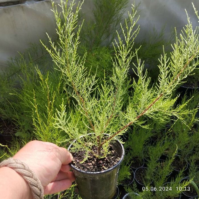 Тамарикс или бисерник