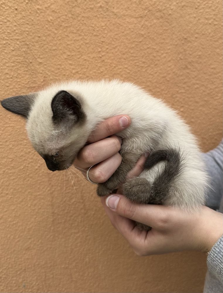 Gatos para adoção
