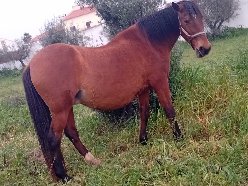 Vendo poldro 4 meses duas éguas