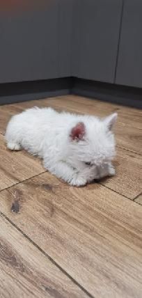 Śliczny szczeniak rasy West Highland White Terrier