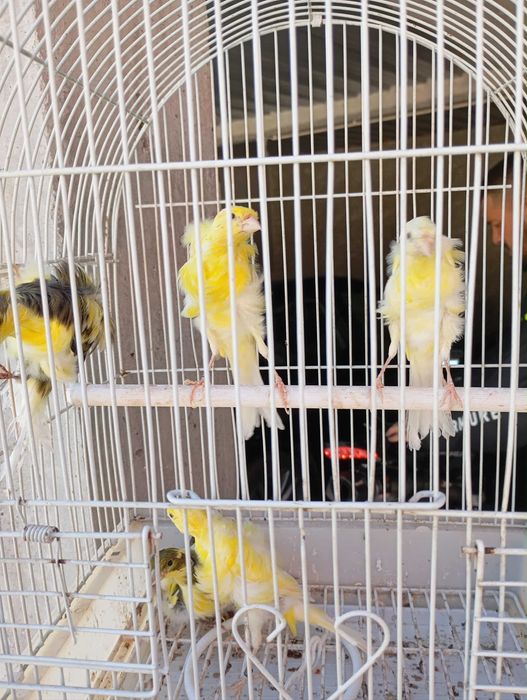 Canários Frisados do sul