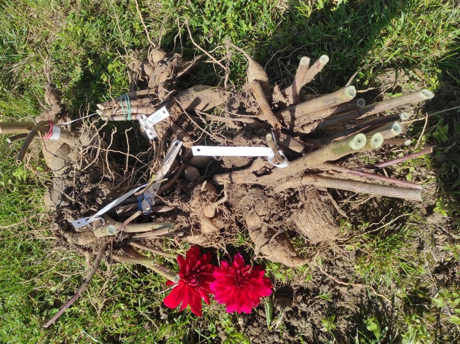 Dalie georginie sprzedam lub zamienię