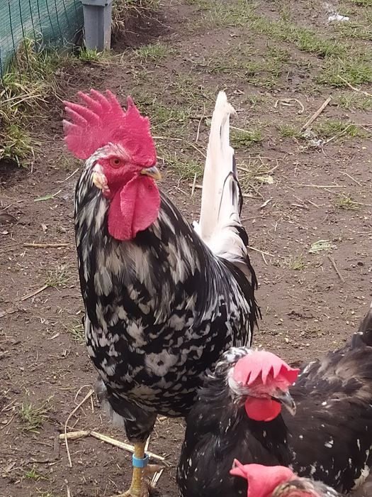 Koguty rasowe zmienią kurnik