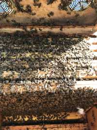 Odkłady pszczele 5 ramek , ramka wielkopolska zamówienia na 2024
