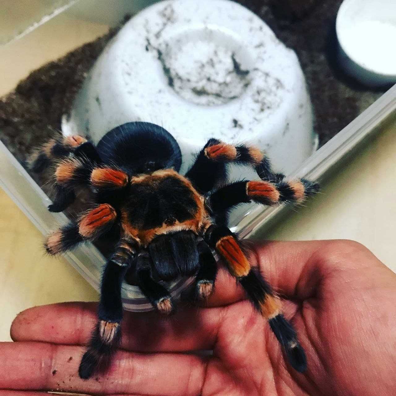 Brachypelma hamorii самки паука птицееда  для новичков