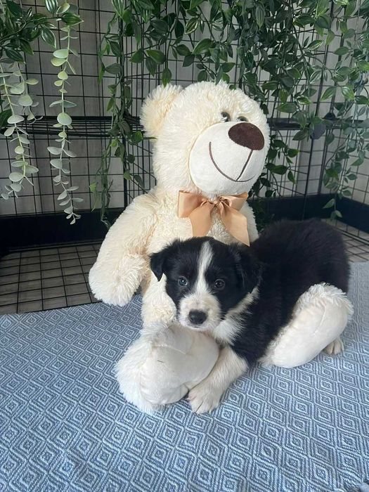 Border Collie - piesek