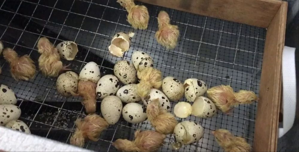 Продам інкубаційні перепелині яйця/ Яйцо перепелки