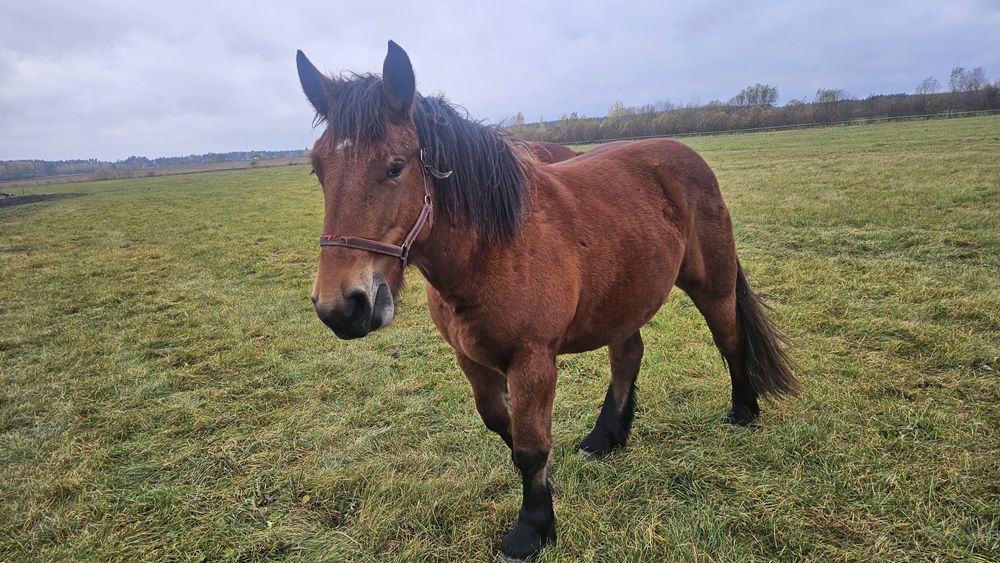 Sprzedam 3 klacze zimnokrwiste