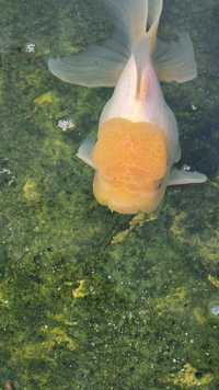 Oranda branco com capuchinho