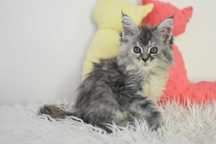 Kotka Maine Coon /Rodowód FPL