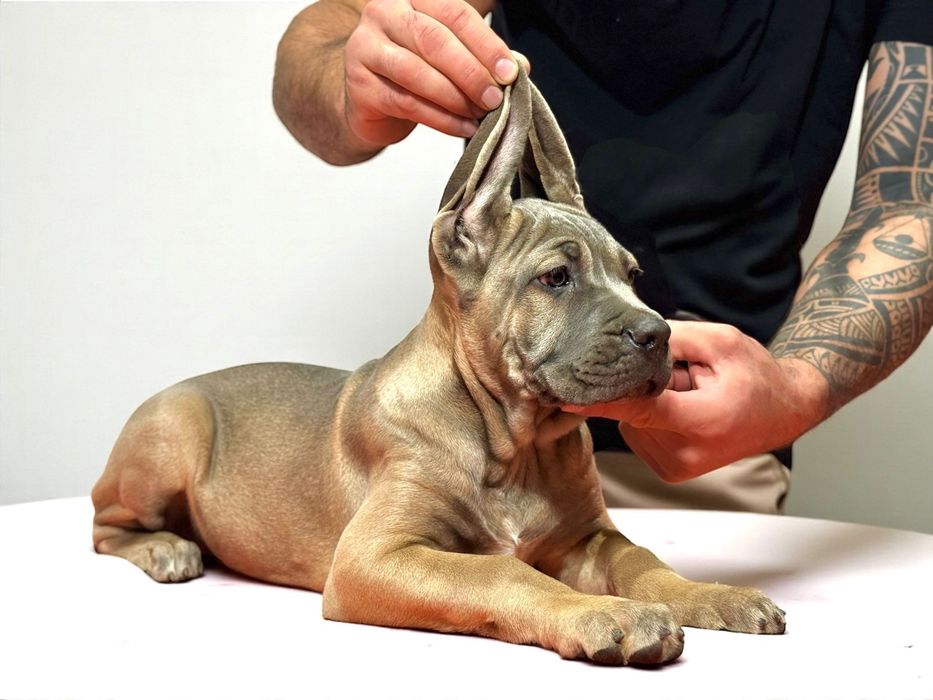 Szczeniak Cane Corso Italiano FCI