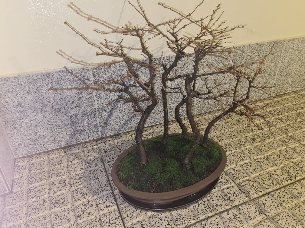 Bonsai   floresta