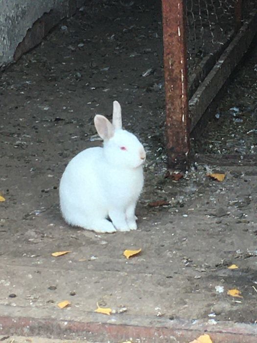 Декоративні кролики