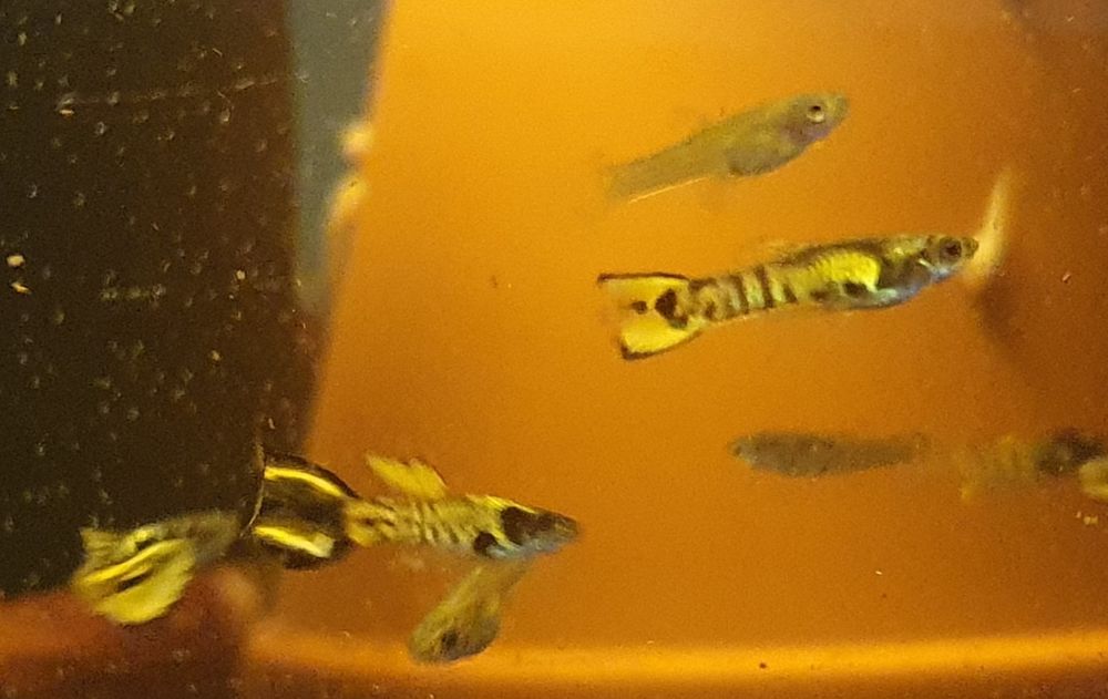 Gupik Endlera Tiger Cobra WYSYŁKA