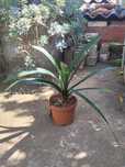Clivias cor de Laranja