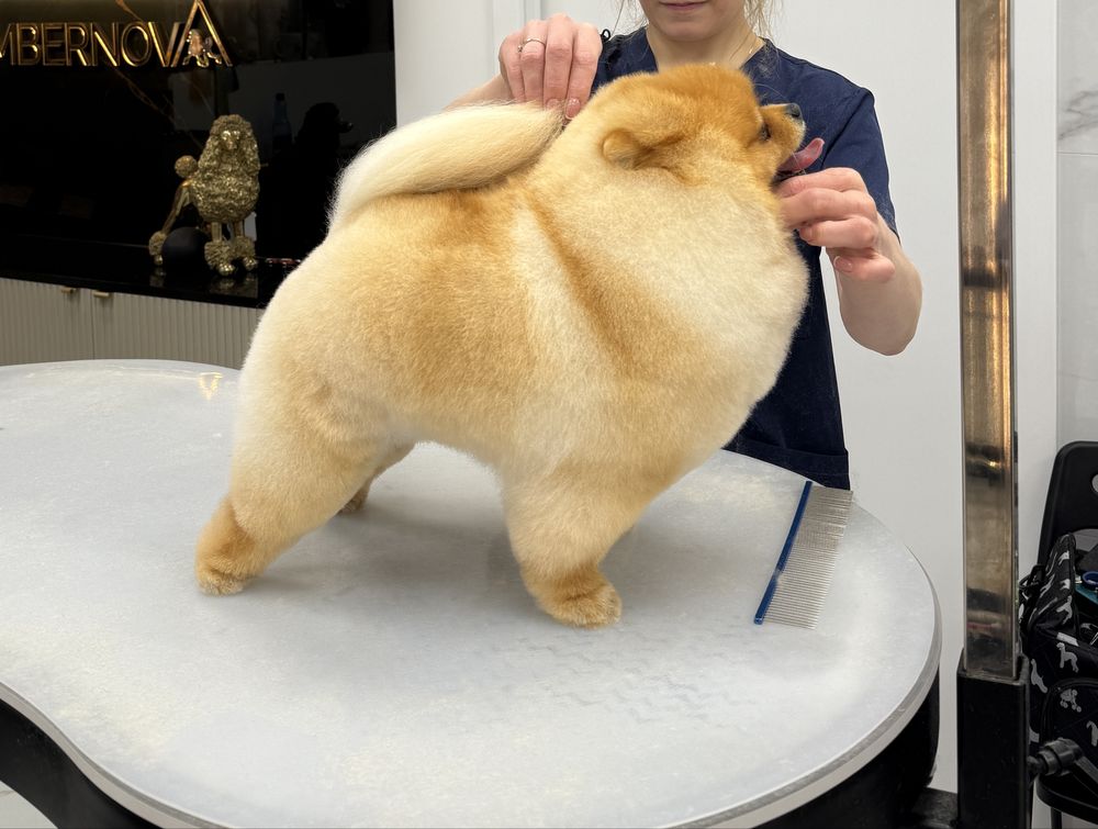Pomeranian miniaturowy-OTYLIA BOO