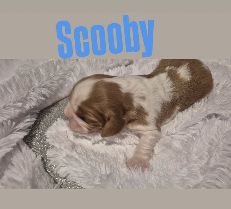 Cavalier King Charles spaniel DNA sunia