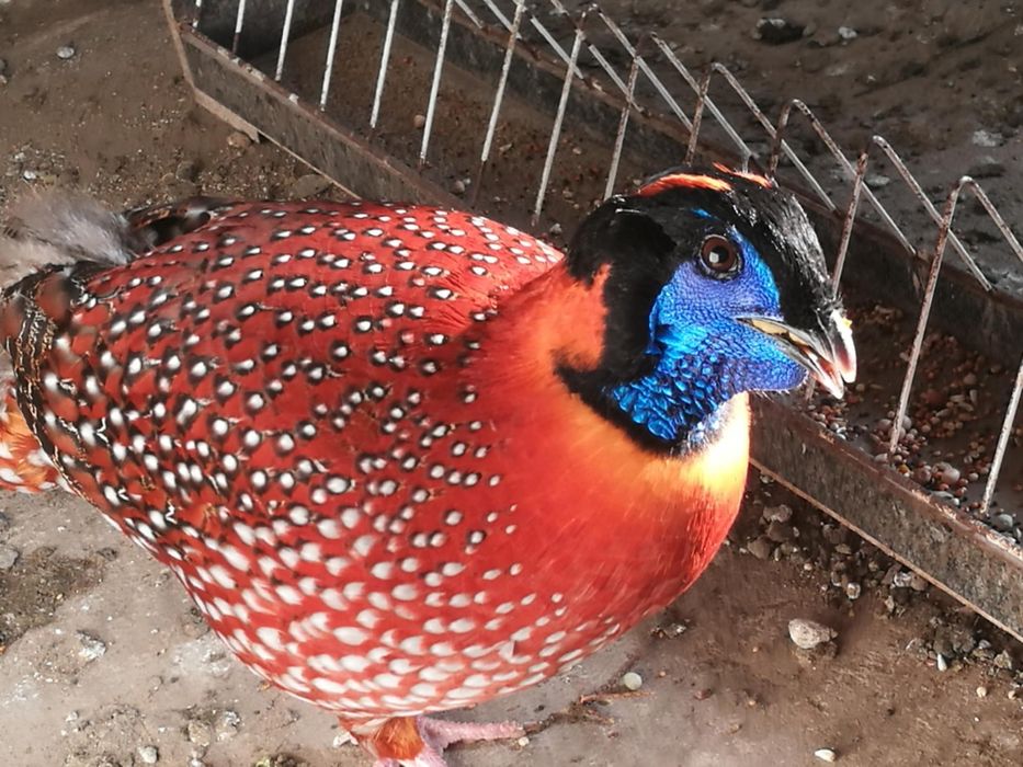 Sprzedam bażanty tragopan tymianek