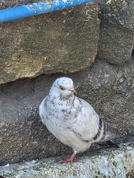 Pombos Cambalhota Portugues– Boa Genética, Casais ou Unidade