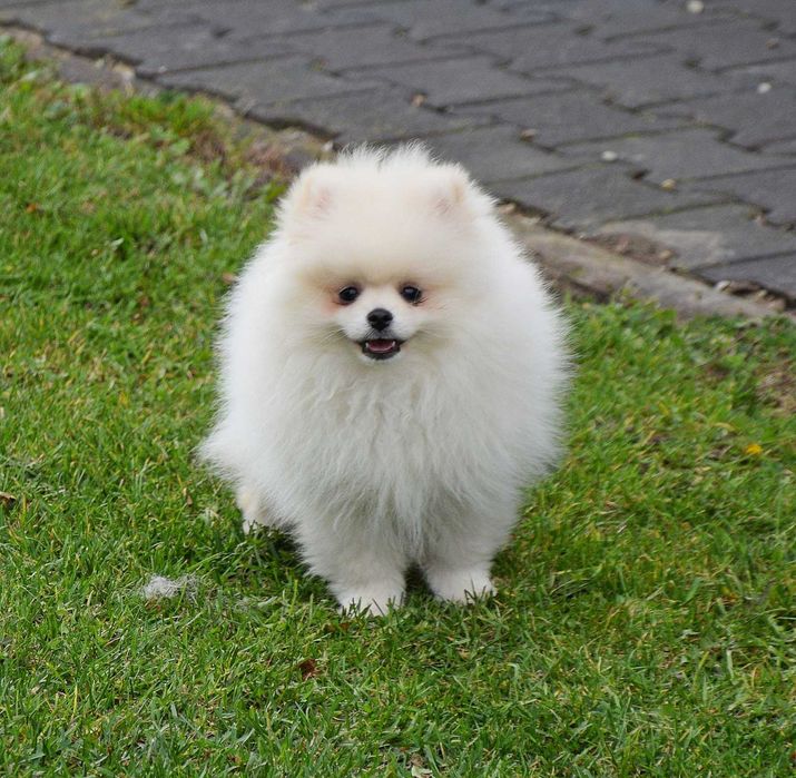 Piesek Pomeranian- Pero- gotowy na kochający dom