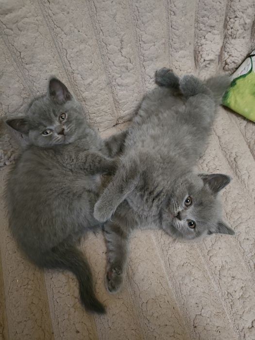 Kocurek Brytyjski niebieski