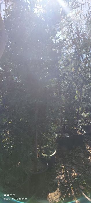 Plantas variadas