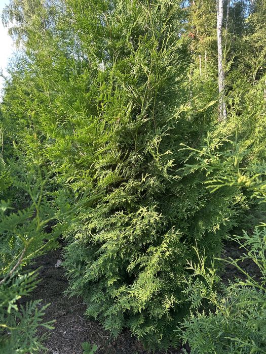 Thuja Brabant Tuja 2-3m Transport Sadzenie