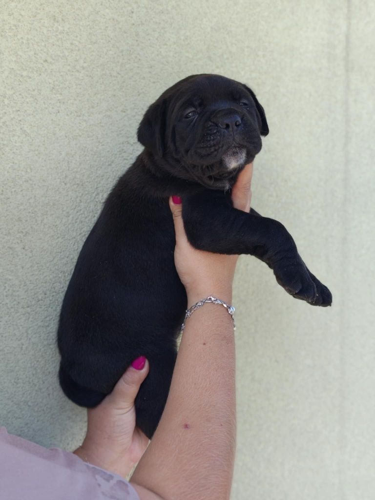 Piękna suczka cane corso poleca się do rezerwacji