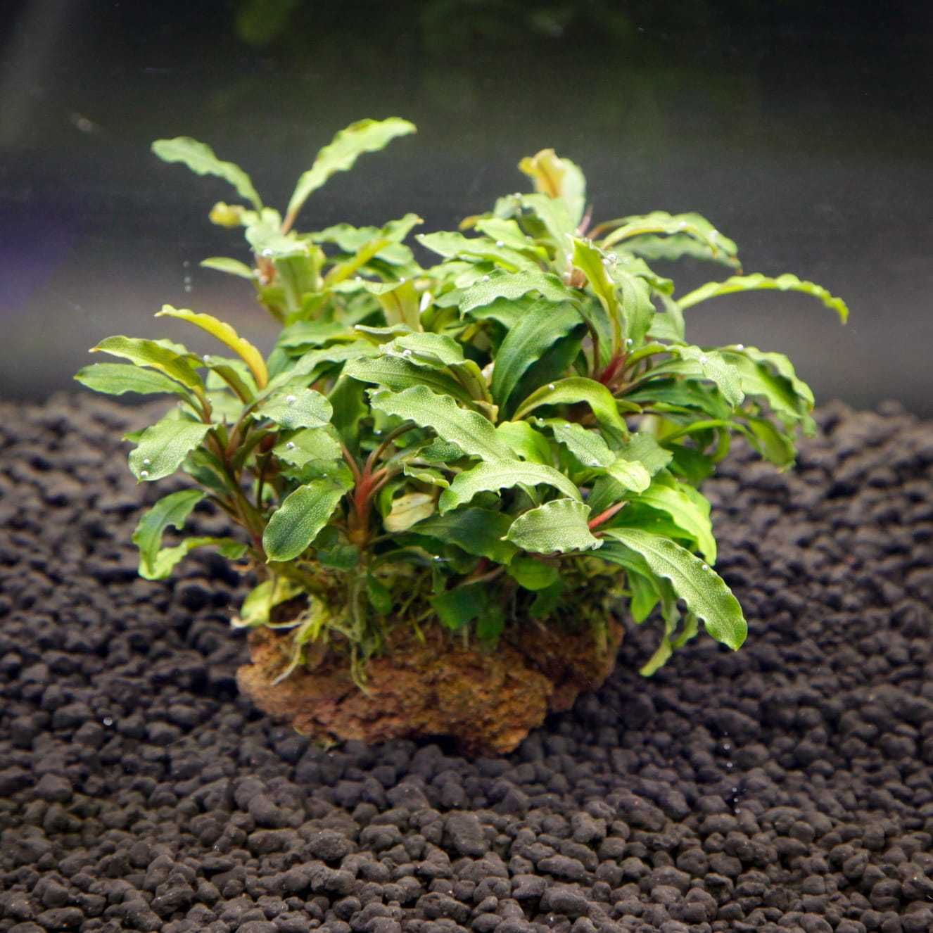Bucephalandra sp. lava stone - rośliny akwariowe - koszyk - plantacja
