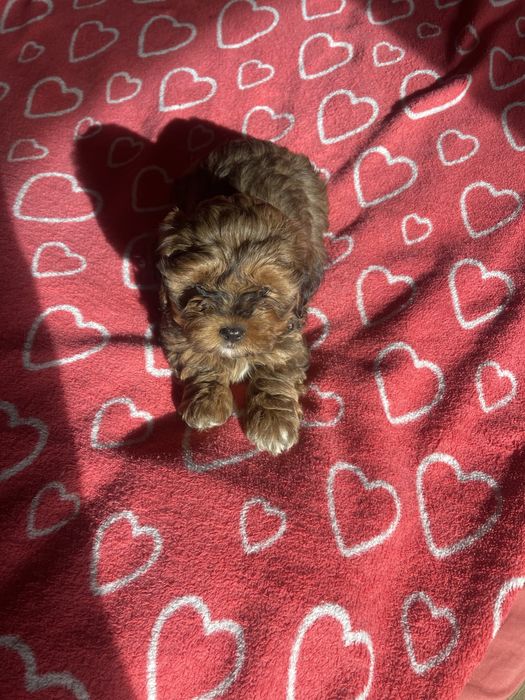 Shihpoo- uroczy piesek pudel, shih tzu