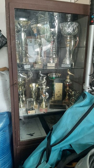 Gołębie pocztowe sprzedam