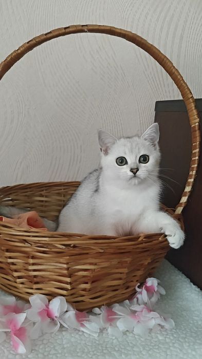 Дівчинка і хлопчик сріблясті шиншили