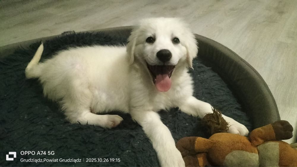 Owczarek podhalanski piesek