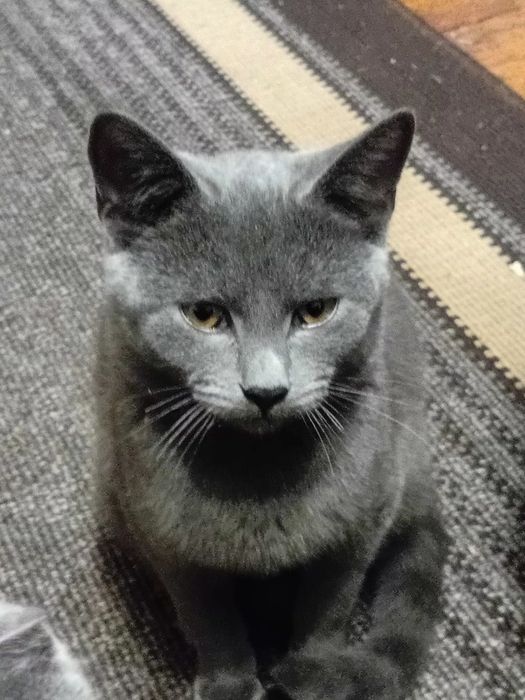 Віддам безкоштовно британську короткошерсту кицю