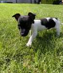 Jack Russell Terrier piesek Bazyl
