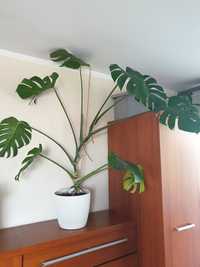 Piękny kwiat Monstera